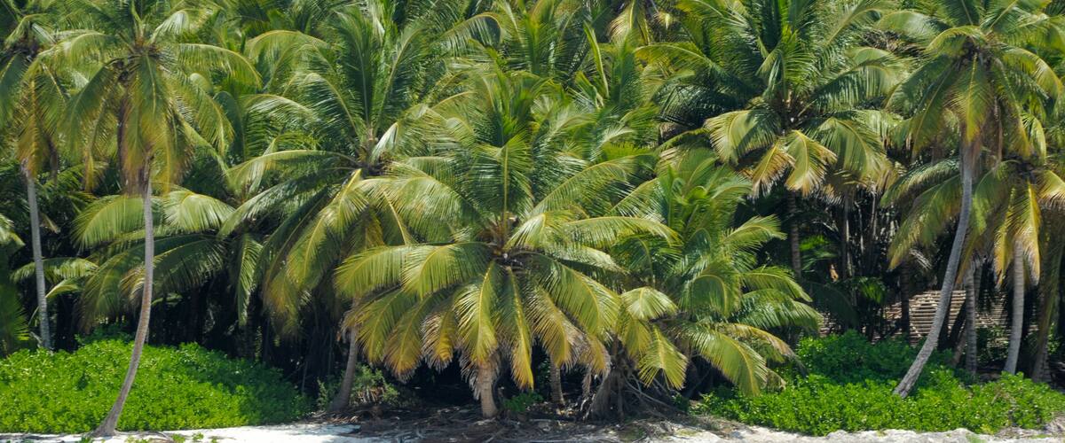 A beach with white sand and turquoise water, surrounded by palm trees.