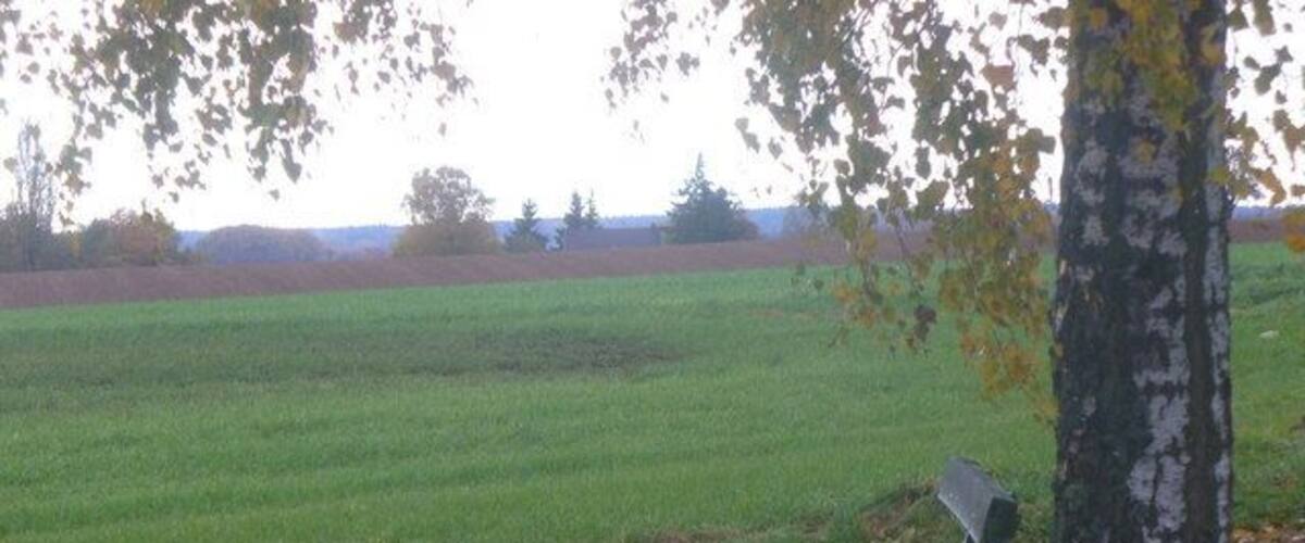 A bench in a grassy field with a tree nearby.