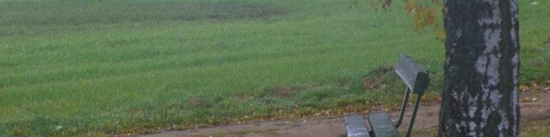 A bench in a grassy field with a tree nearby.