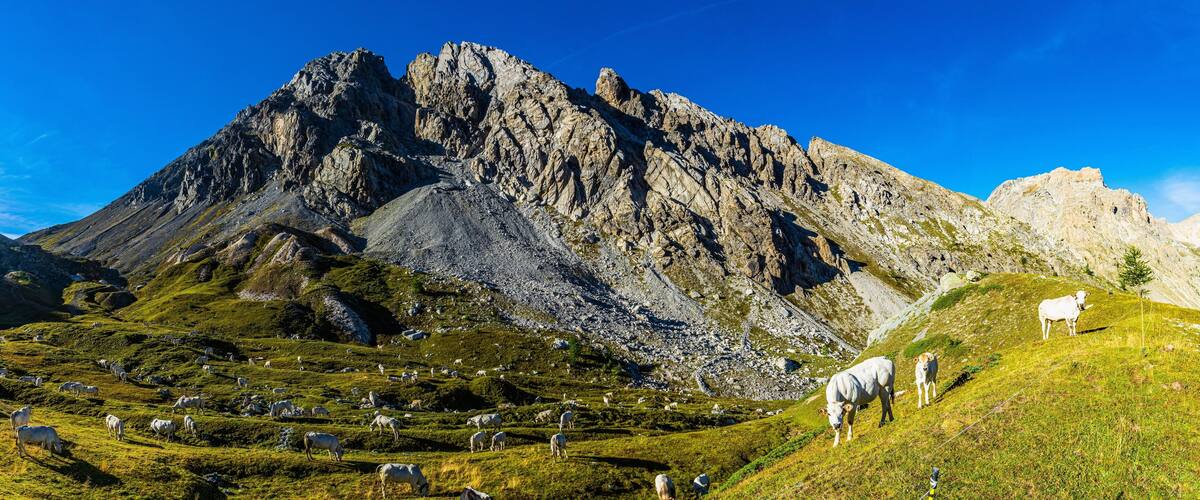 A mountainous landscape with grazing sheep and a prominent rocky peak.