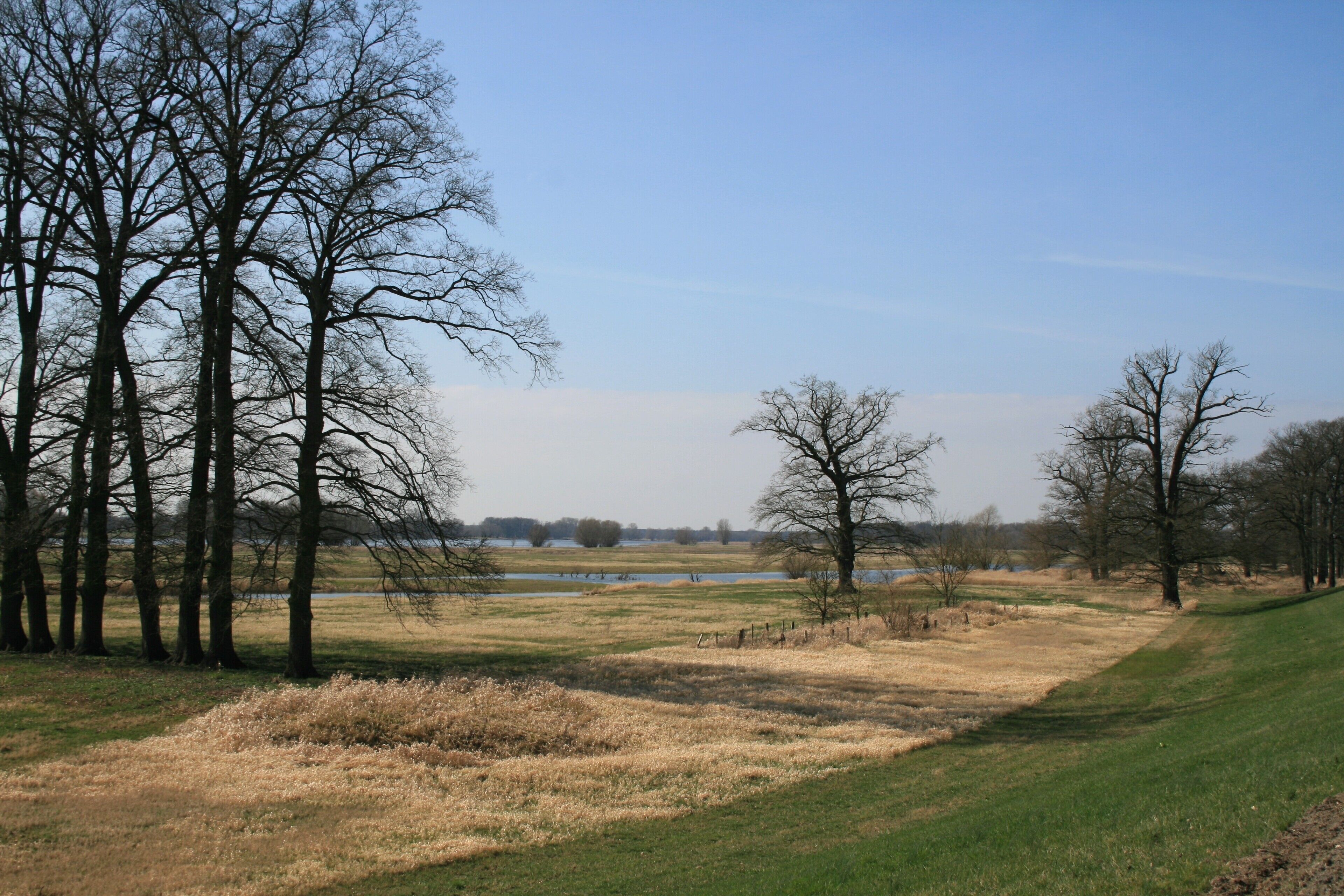 A grassy field with leafless trees and a body of water in the distance.