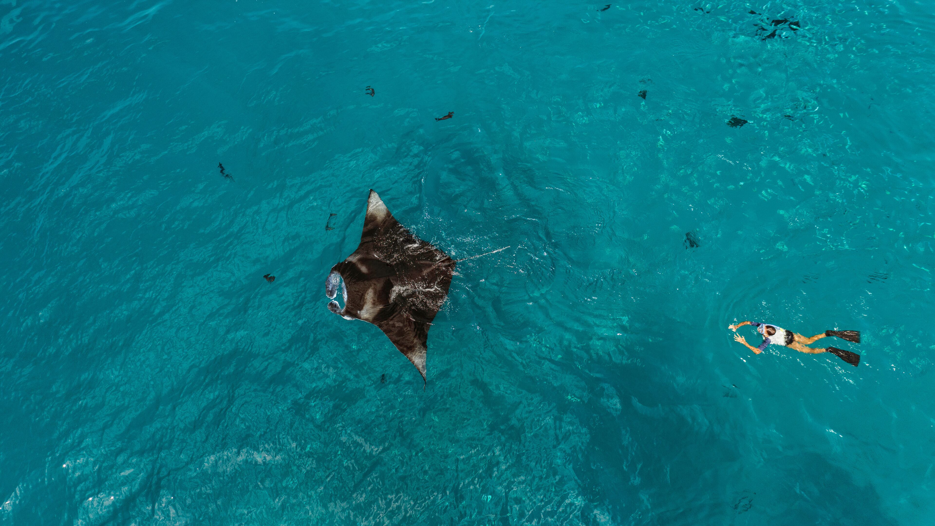 A stingray swimming in clear turquoise water with a diver nearby.