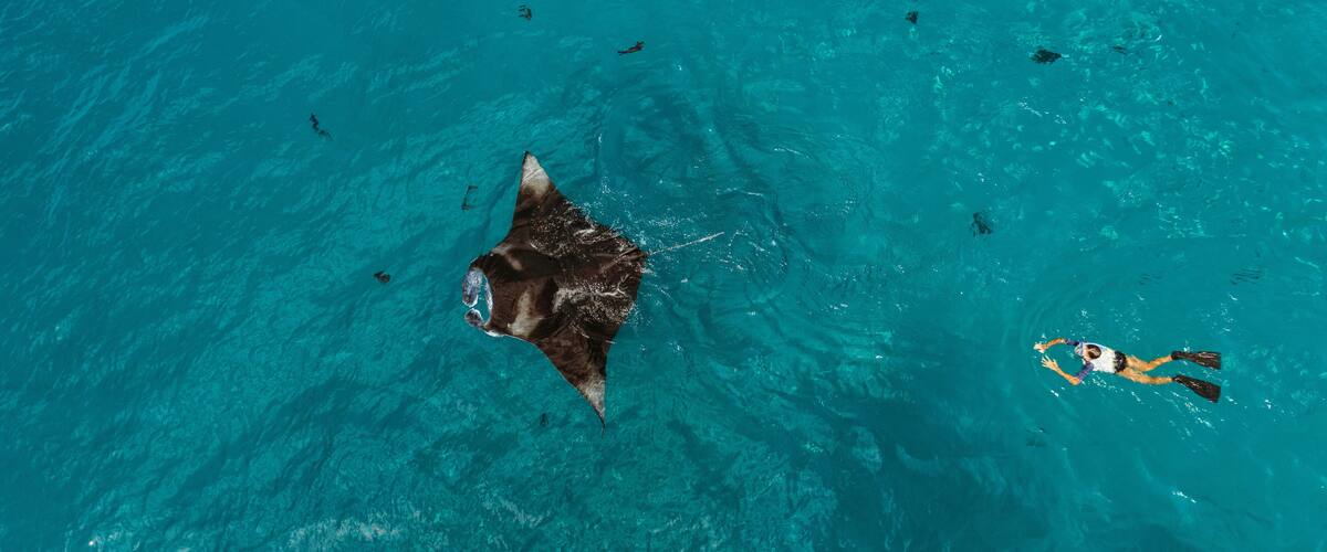 A stingray swimming in clear turquoise water with a diver nearby.