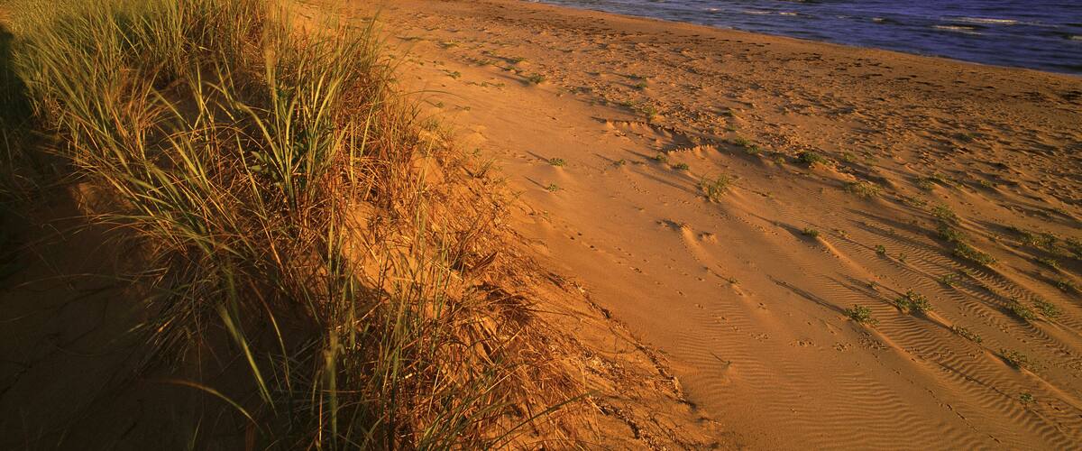 A sandy beach with tall grass and footprints leading to the water.