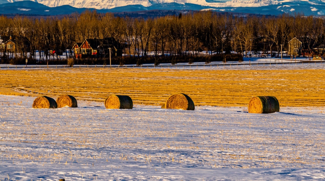 Hay bales in a field. Springbank, Alberta, Canada