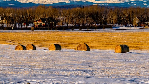 Hay bales in a field. Springbank, Alberta, Canada