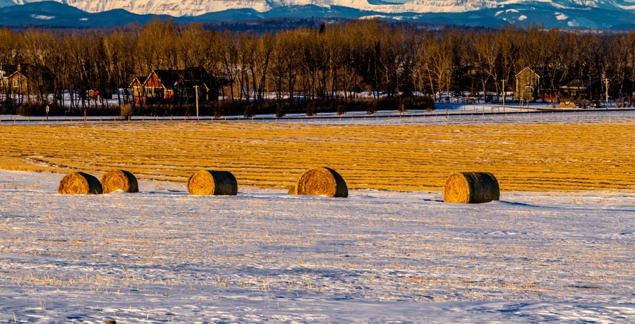 Hay bales in a field. Springbank, Alberta, Canada