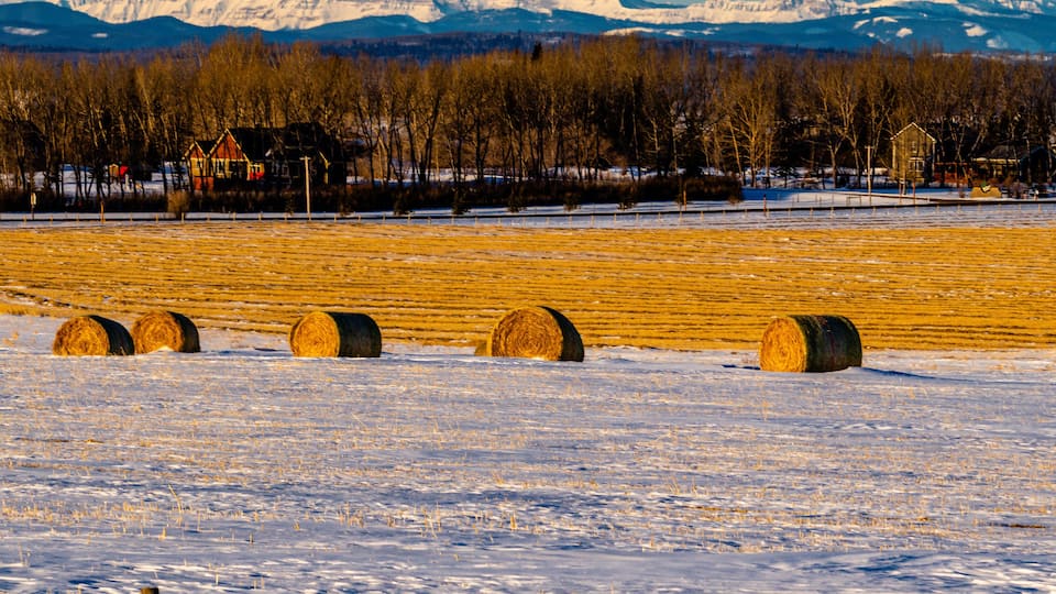 A snowy field with hay bales and a forest in the background.