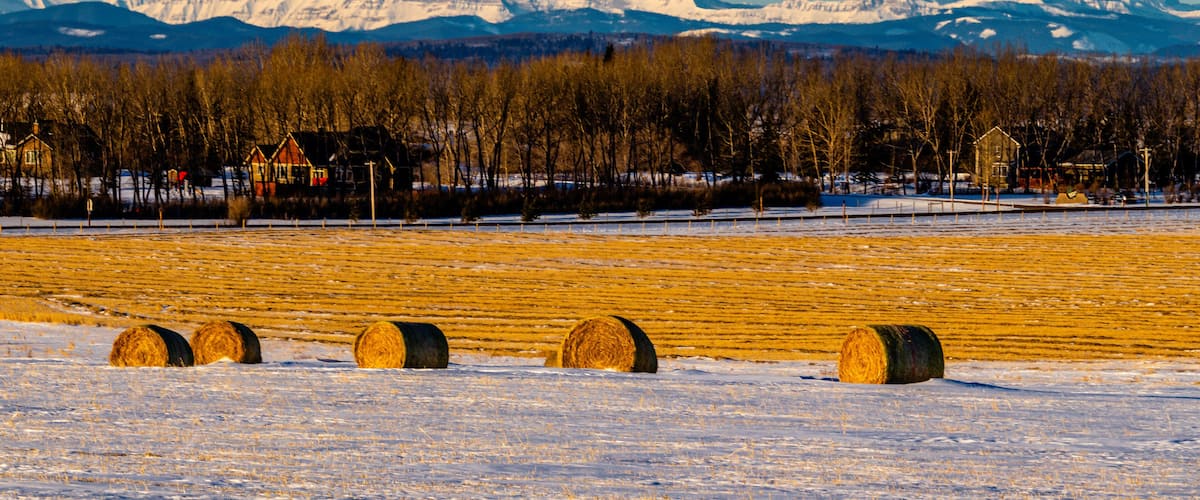 A snowy field with hay bales and a forest in the background.
