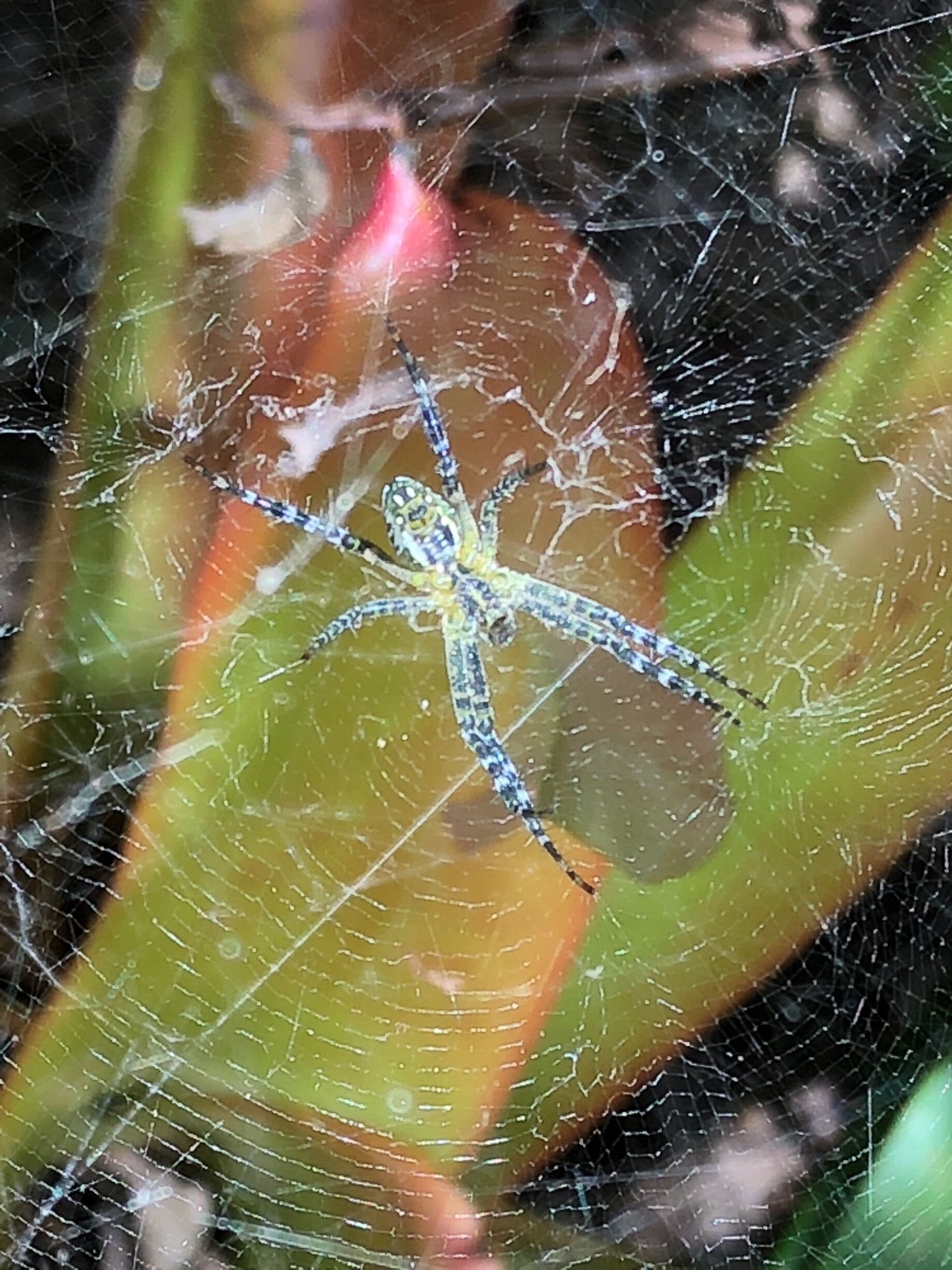 Just a spider in a domestic garden with an elaborate web.
Does anyone know the type?
