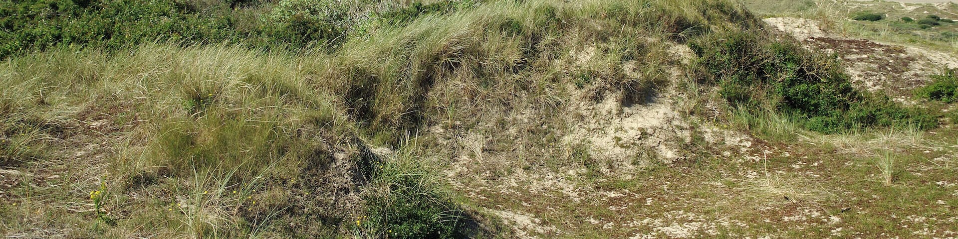 Les Moitiers-d'Allonne (Manche) Entre les caps de Carteret et celui du Rozel, s'étale, sur 400 hectares, le puissant massif dunaire d'Hatainville. Il s'élève à 86 mètres en recouvrant d'anciennes falaises vieilles de plus de 70000 ans. Les sables des dunes d’Hatainville s’appuient sur une falaise fossile de grès et de schistes. Cette formation de « dunes perchées », dont certaines culminent à 80 m, est l’une des plus spectaculaires d’Europe. Elle est née, notamment, de la remontée progressive du niveau marin après la dernière glaciation, voici 12 000 ans. Le massif dunaire présente une grande diversité : des dunes basses ou hautes (culminant à 86 m !), sèches ou humides (25 hectares de mares et de dépressions inondables), dunes vives (dont les formes ne sont pas stabilisées faute de végétation) et dunes blanches (presque sans couverture végétale), dunes grises (couvertes de végétation basse) et landes. Diversité qui s’accompagne d’une richesse de la faune(triton crêté, crapaud calamite...) et de la flore (oeillet de France, gentiane amère, pyrole à feuilles rondes, littorelle...) Des dunes, autrefois mobiles, ont été stabilisées par l'édification de clôtures en bois et la plantation massive d'oyats. www.conservatoire-du-littoral.fr/siteLittoral/48/28-dunes... fr.wikipedia.org/wiki/Dunes_d%27Hattainville