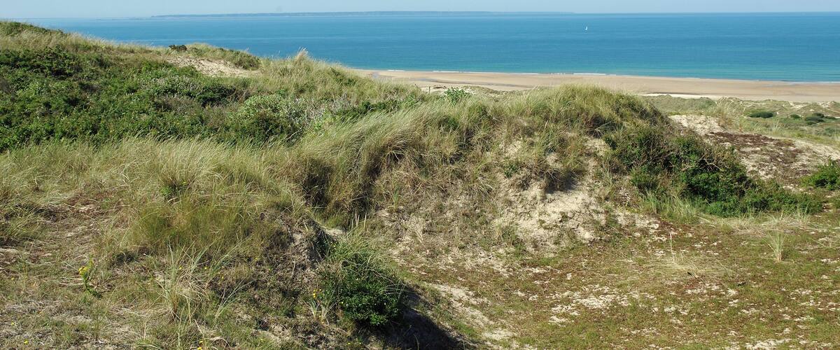 A coastal landscape with grassy dunes and a sandy beach.