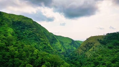 Aerial view of verdant slopes and dense forest canopy merging towards the distant horizon, creating a vibrant tapestry of green, Wli, Volta Region, Ghana.