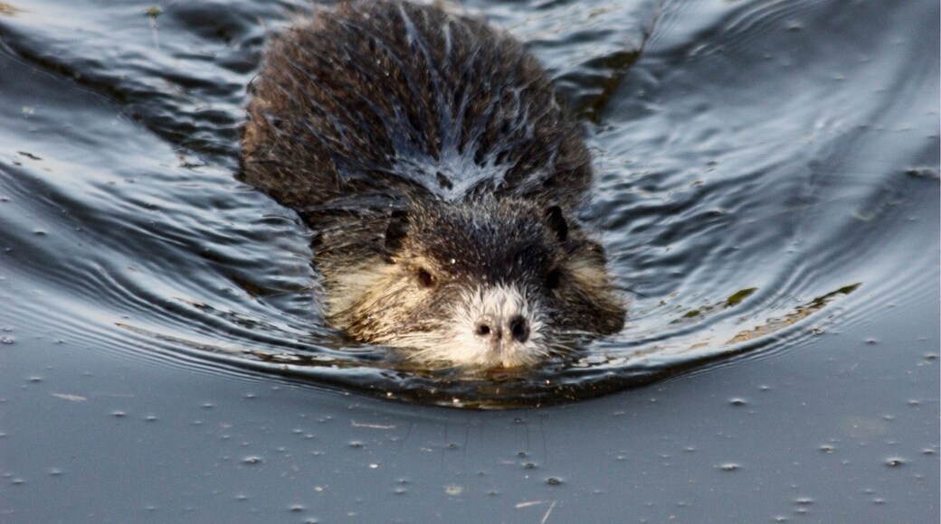 Strange encounter. Big muskrat .
