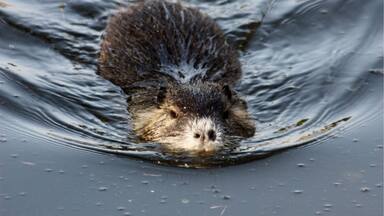Un castor, partiellement immergé dans l’eau.