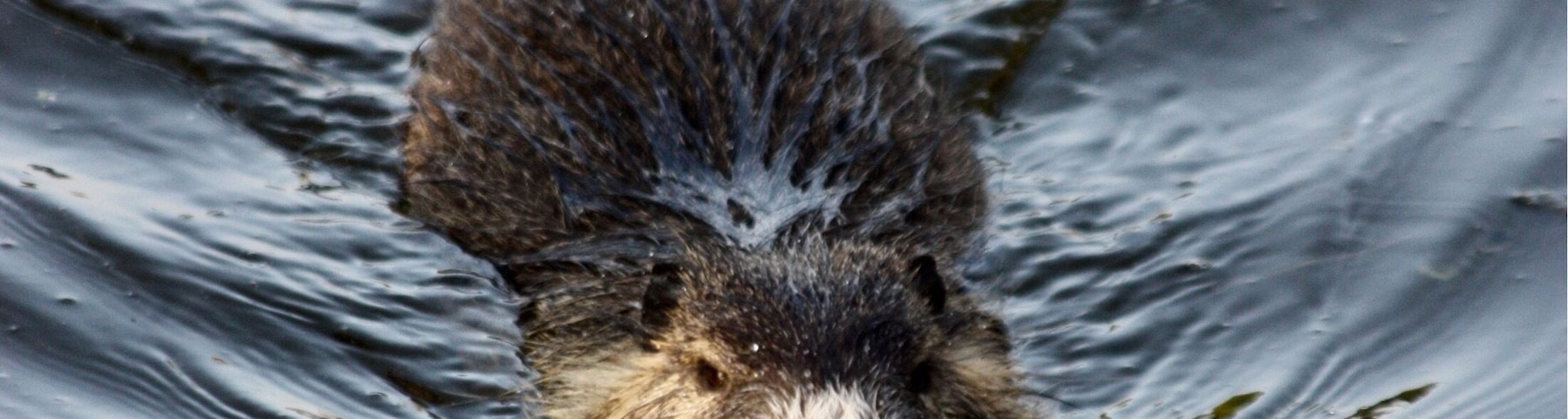 Strange encounter. Big muskrat .