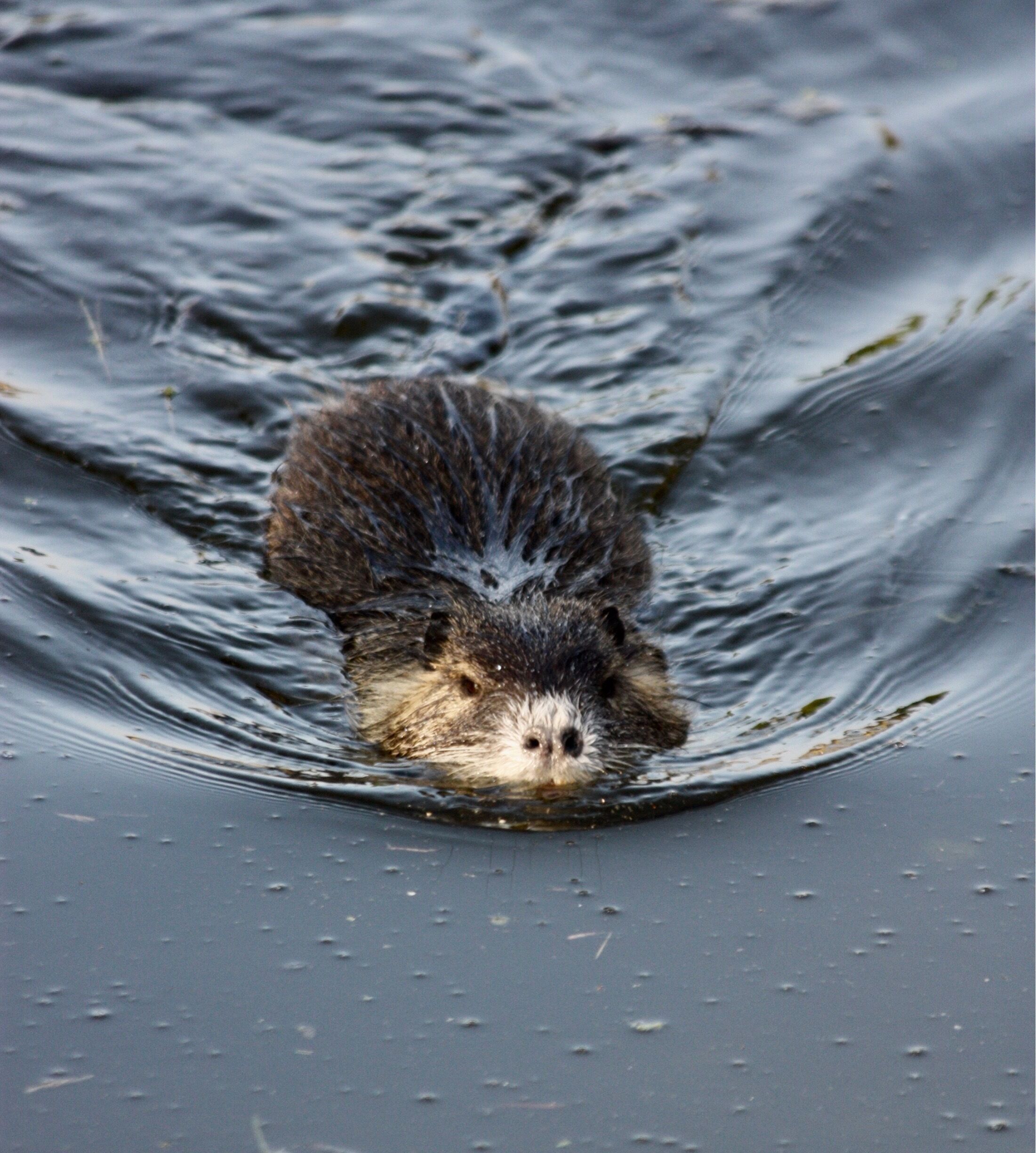 A beaver partially submerged in water.