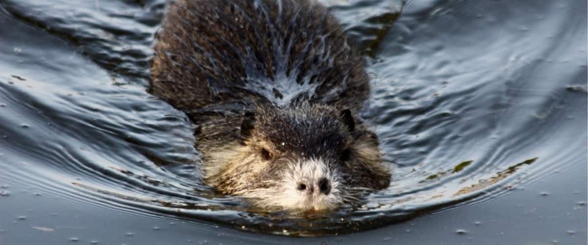 A beaver partially submerged in water.