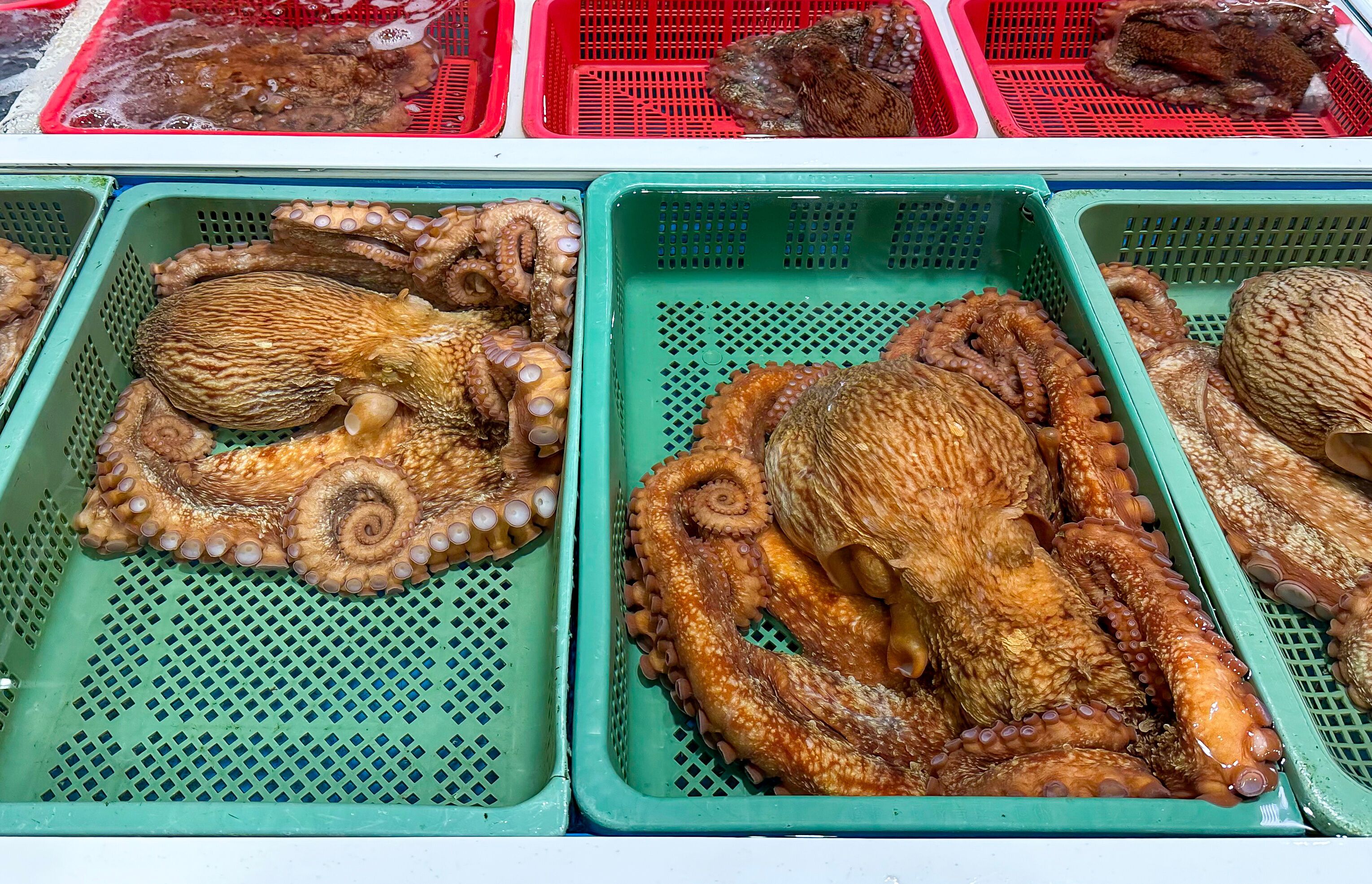 Octopus on sale at the fish market in Pohang, South Korea.