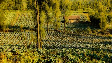 Vegetable growing field in East Java, Indonesia near Wonokitri