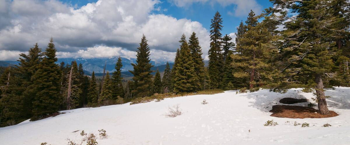 A snowy landscape with evergreen trees and a clear blue sky.