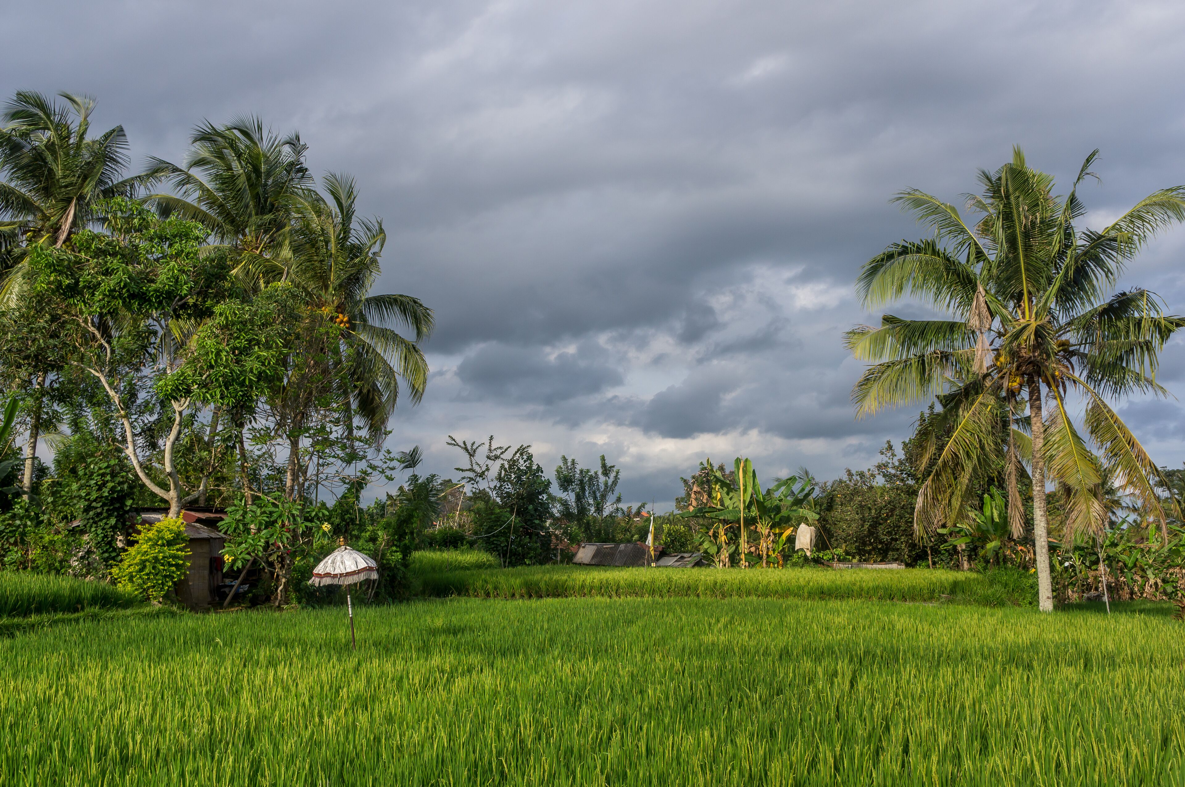 A lush green rice field with palm trees and a small hut.