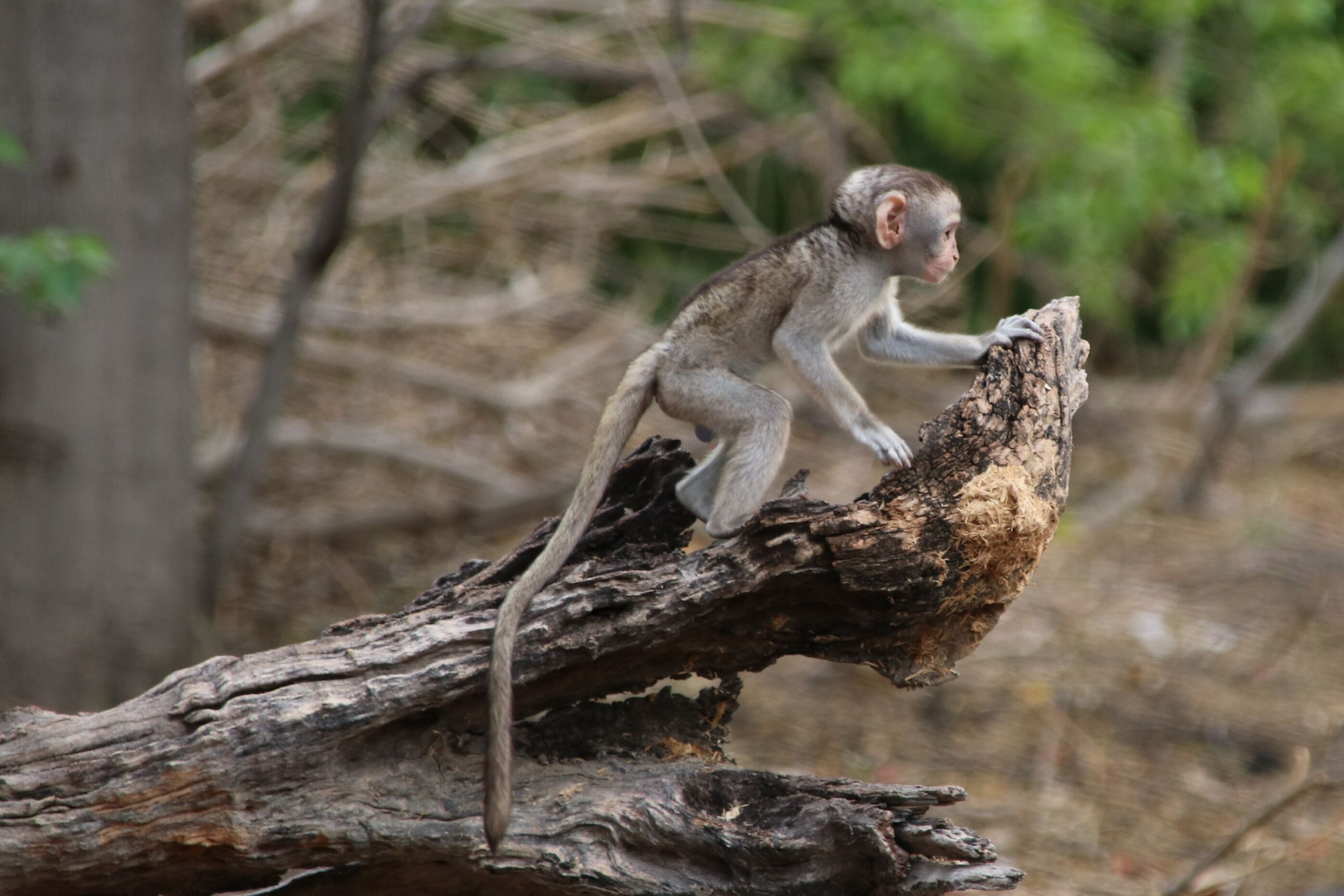 Getting pictures of the monkeys of Khwai are easy as they are extremely willing to visit and wait patiently for you to leave valuables lying around.  Then bullet fast they will snatch a bright and shiny phone or necklace and race away to share their new prize.  This young fella watched as mommy showed him how it was done.  #Trovember is a great month to share photos!