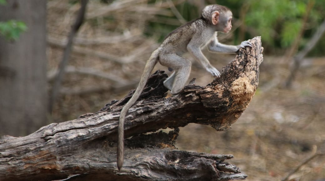 Getting pictures of the monkeys of Khwai are easy as they are extremely willing to visit and wait patiently for you to leave valuables lying around. Then bullet fast they will snatch a bright and shiny phone or necklace and race away to share their new prize. This young fella watched as mommy showed him how it was done. #Trovember is a great month to share photos!