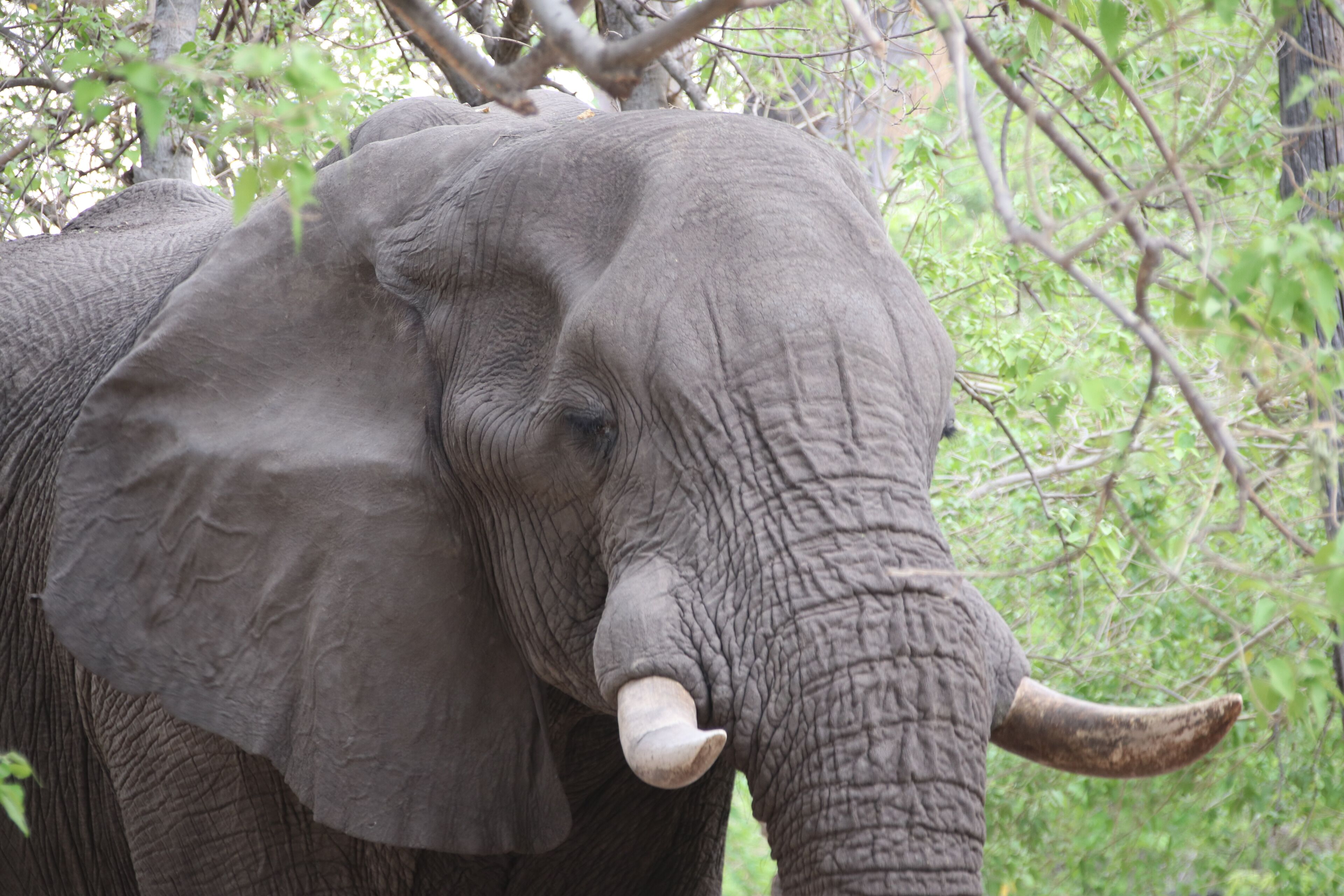 This big boy was deciding on whether to let us use our campsite or not.  After all, he was there first and was quite comfortable lounging in Campsite 2.  10 minutes later he moved on, leisurely crushing trees, stripping bark from branches and generally not too worried about us.  We were able to raise our tents without too much fuss, except for the monkeys.  #Trovember means to go outside and experience life.