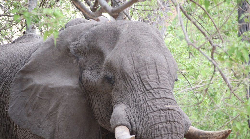 This big boy was deciding on whether to let us use our campsite or not. After all, he was there first and was quite comfortable lounging in Campsite 2. 10 minutes later he moved on, leisurely crushing trees, stripping bark from branches and generally not too worried about us. We were able to raise our tents without too much fuss, except for the monkeys. #Trovember means to go outside and experience life.