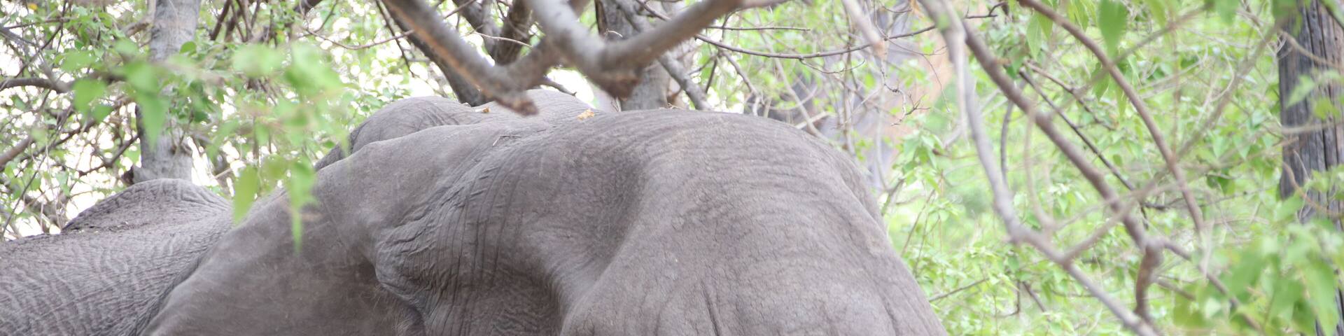 This big boy was deciding on whether to let us use our campsite or not. After all, he was there first and was quite comfortable lounging in Campsite 2. 10 minutes later he moved on, leisurely crushing trees, stripping bark from branches and generally not too worried about us. We were able to raise our tents without too much fuss, except for the monkeys. #Trovember means to go outside and experience life.