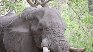 An elephant with large tusks standing in a forested area.