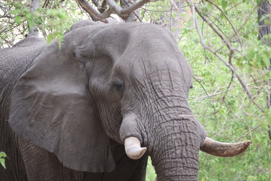 This big boy was deciding on whether to let us use our campsite or not. After all, he was there first and was quite comfortable lounging in Campsite 2. 10 minutes later he moved on, leisurely crushing trees, stripping bark from branches and generally not too worried about us. We were able to raise our tents without too much fuss, except for the monkeys. #Trovember means to go outside and experience life.