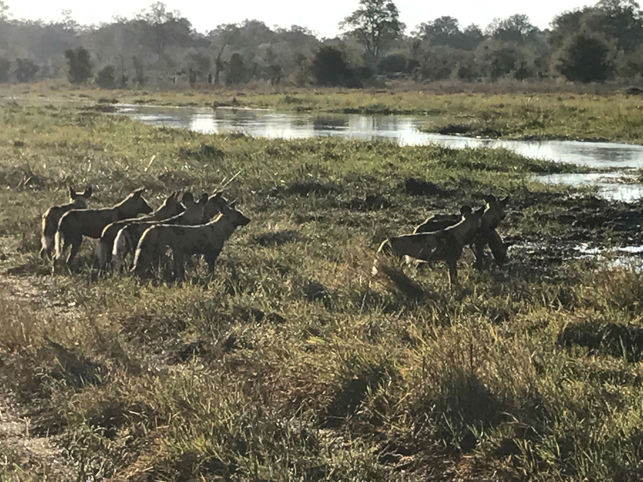 Wild dogs pondering a river crossing on the morning game drive. 