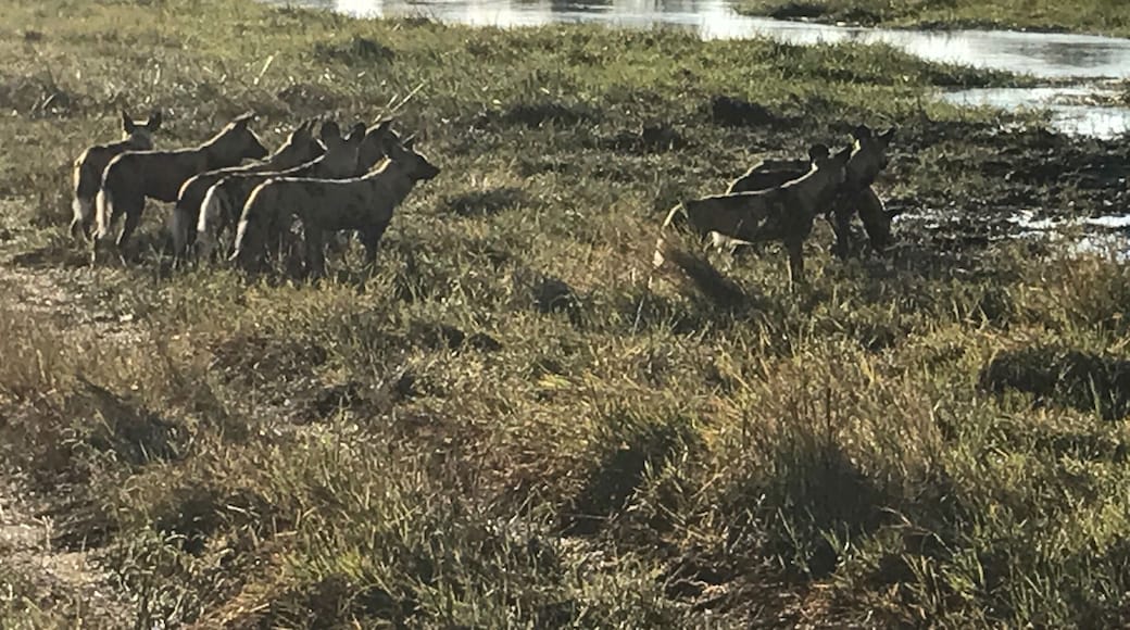 Wild dogs pondering a river crossing on the morning game drive.