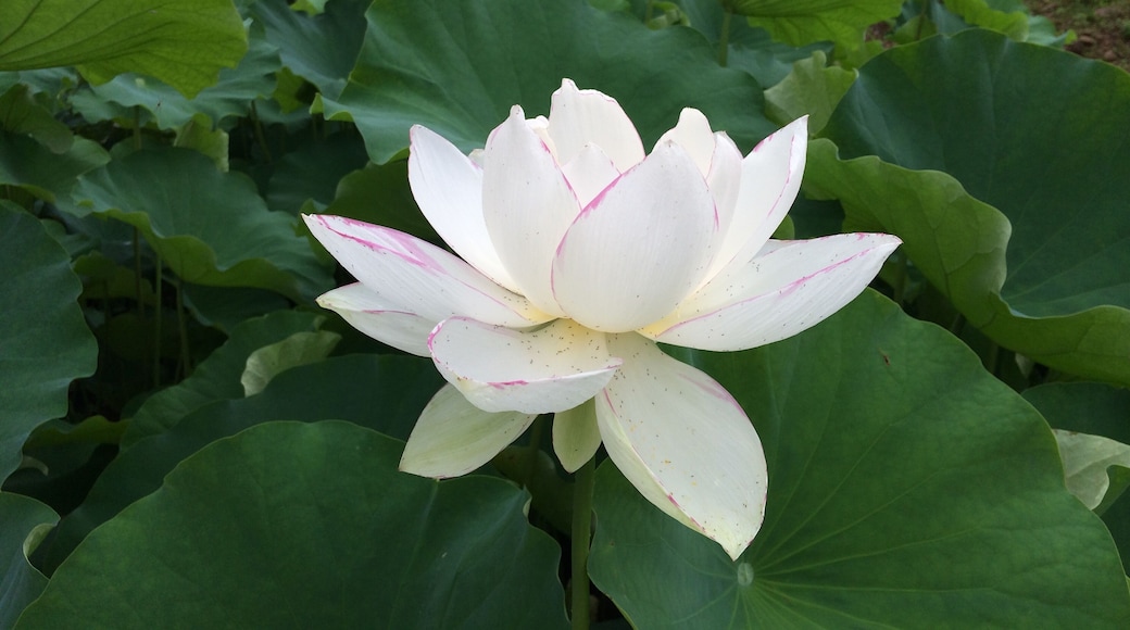 宝珠寺白蓮・直径約30cm