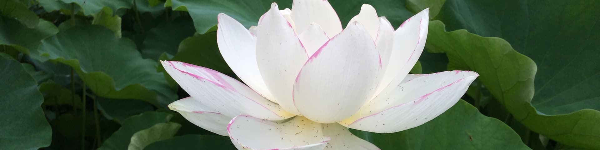 A white lotus flower with pink markings surrounded by large green leaves.