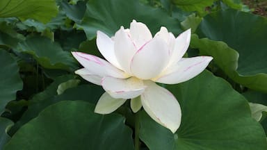 宝珠寺白蓮・直径約30cm