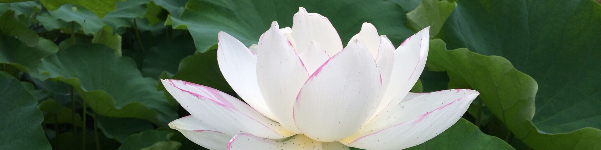 宝珠寺白蓮・直径約30cm