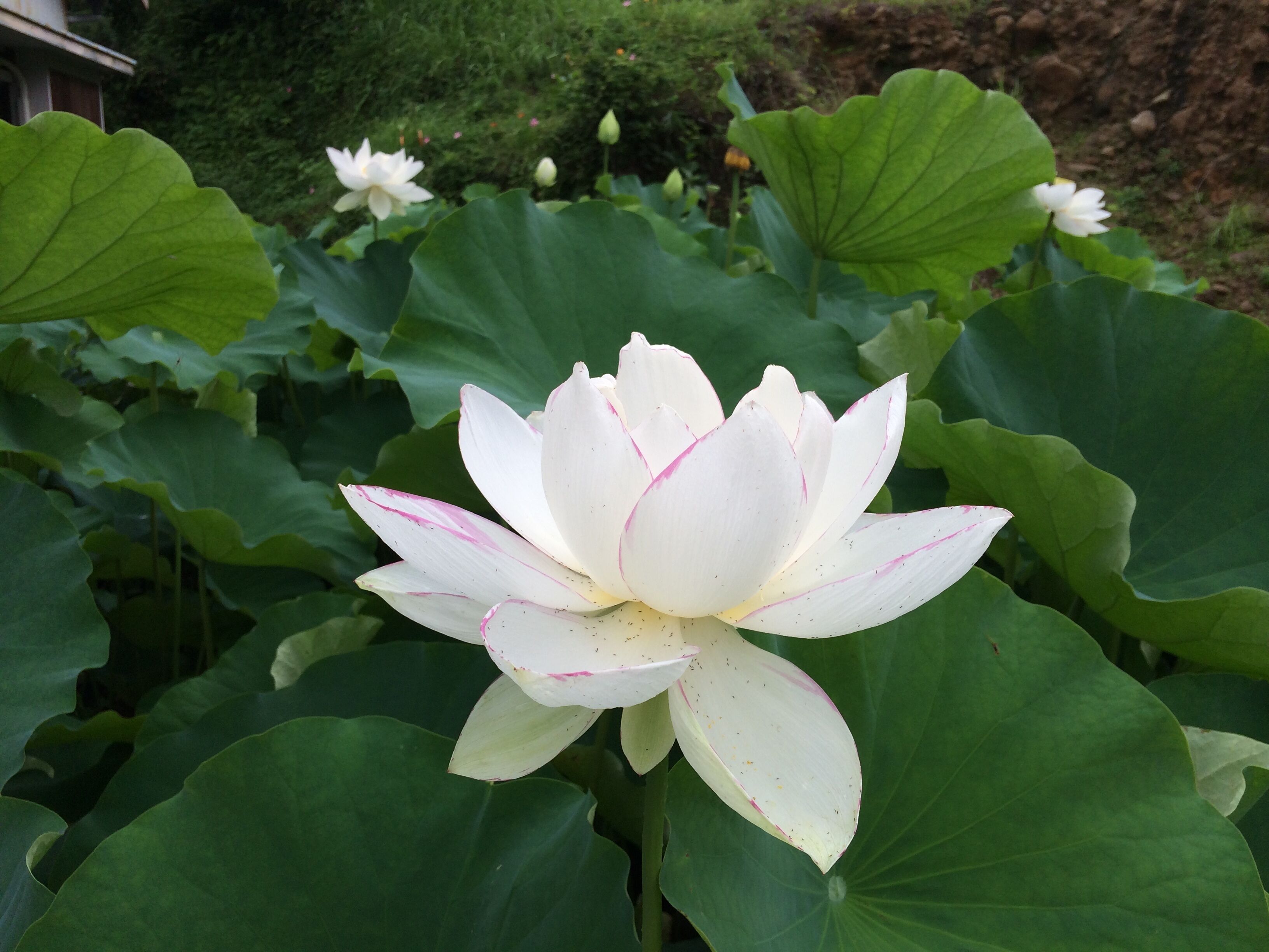 A white lotus flower with pink markings surrounded by large green leaves.
