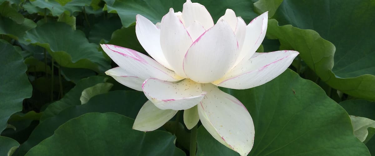 A white lotus flower with pink markings surrounded by large green leaves.