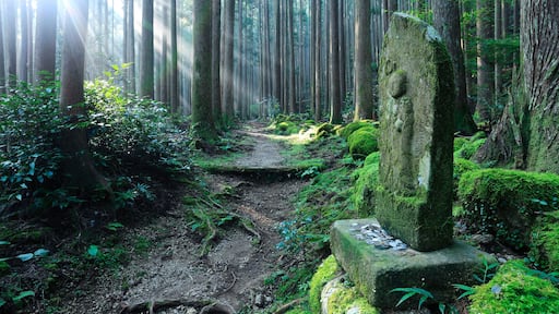 Ein Wald mit einem moosbewachsenen Steinmonument und einem schmalen Feldweg.