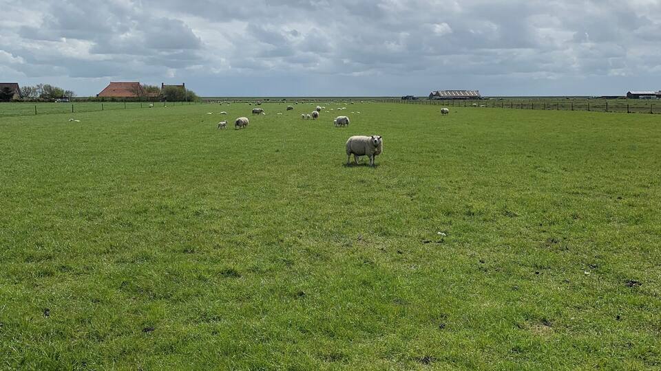 A green field with sheep and farm buildings under a cloudy sky.