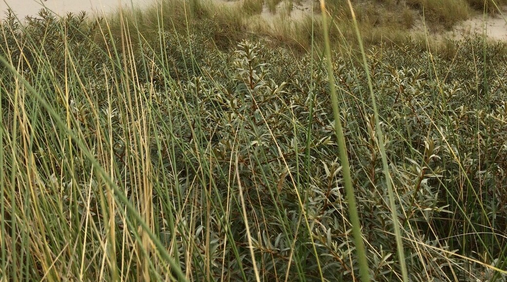 The Oerd dunes on the isle of Ameland