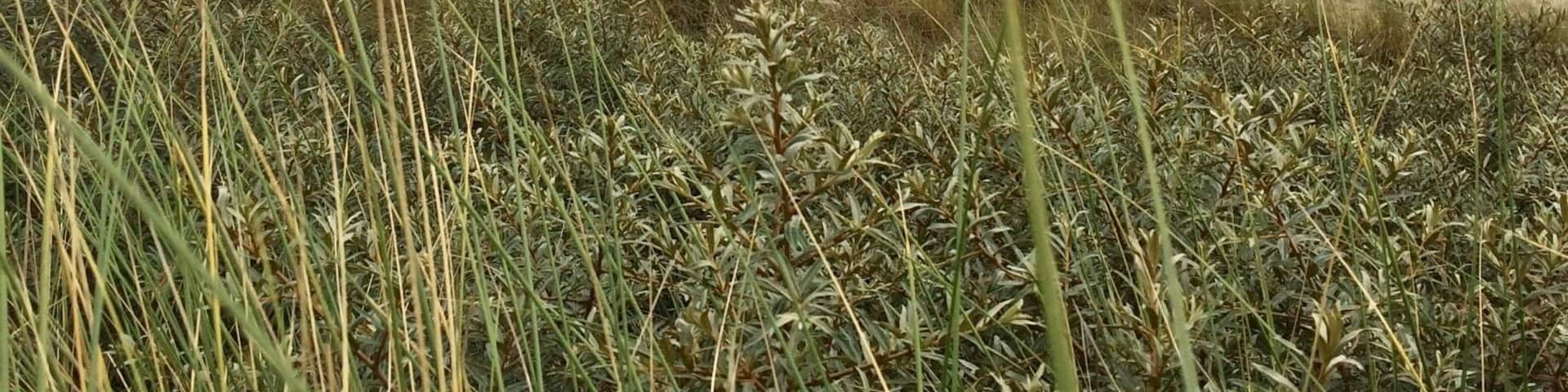 The Oerd dunes on the isle of Ameland