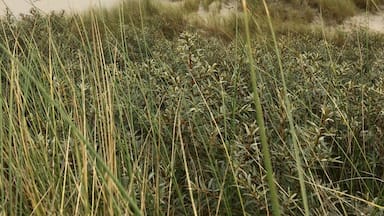 The Oerd dunes on the isle of Ameland