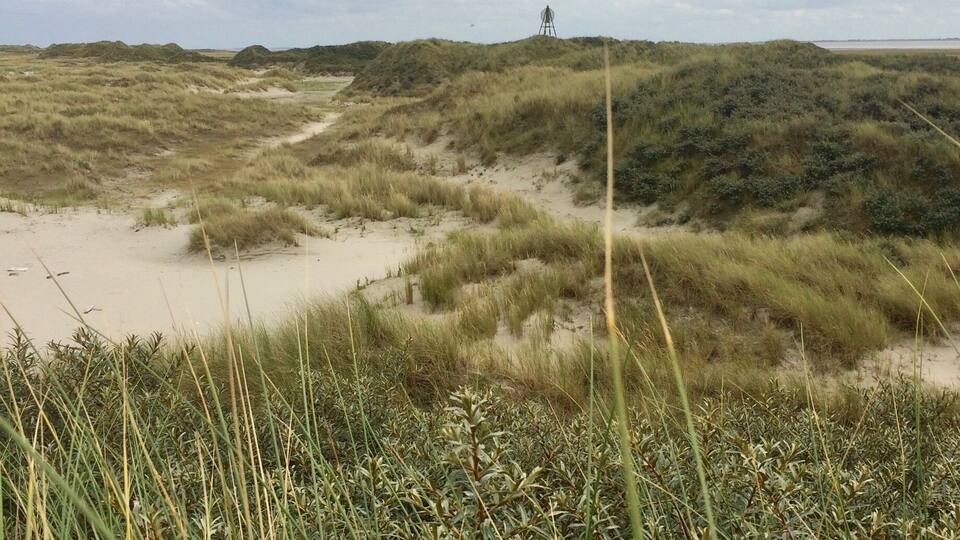 A coastal landscape with dunes, grassy vegetation, and a distant structure.
