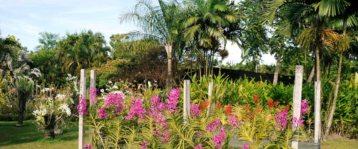 BG3JCJ Bali orchid garden, Denpasar, Bali, Indonesia