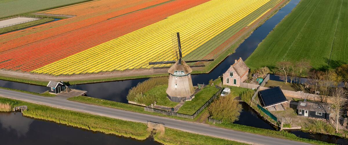 An aerial view of a vibrant tulip field with a windmill and a small house near a canal.