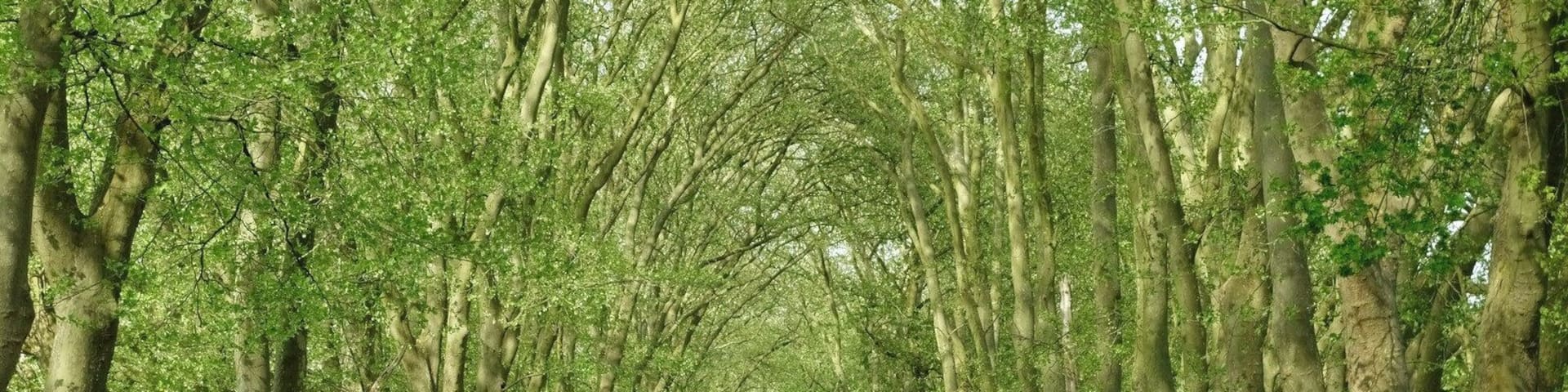 Schlosspark von Courances